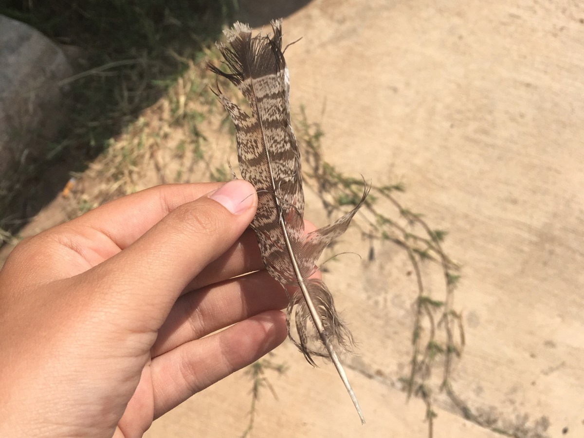 An unusual find in&nbsp;Texas…