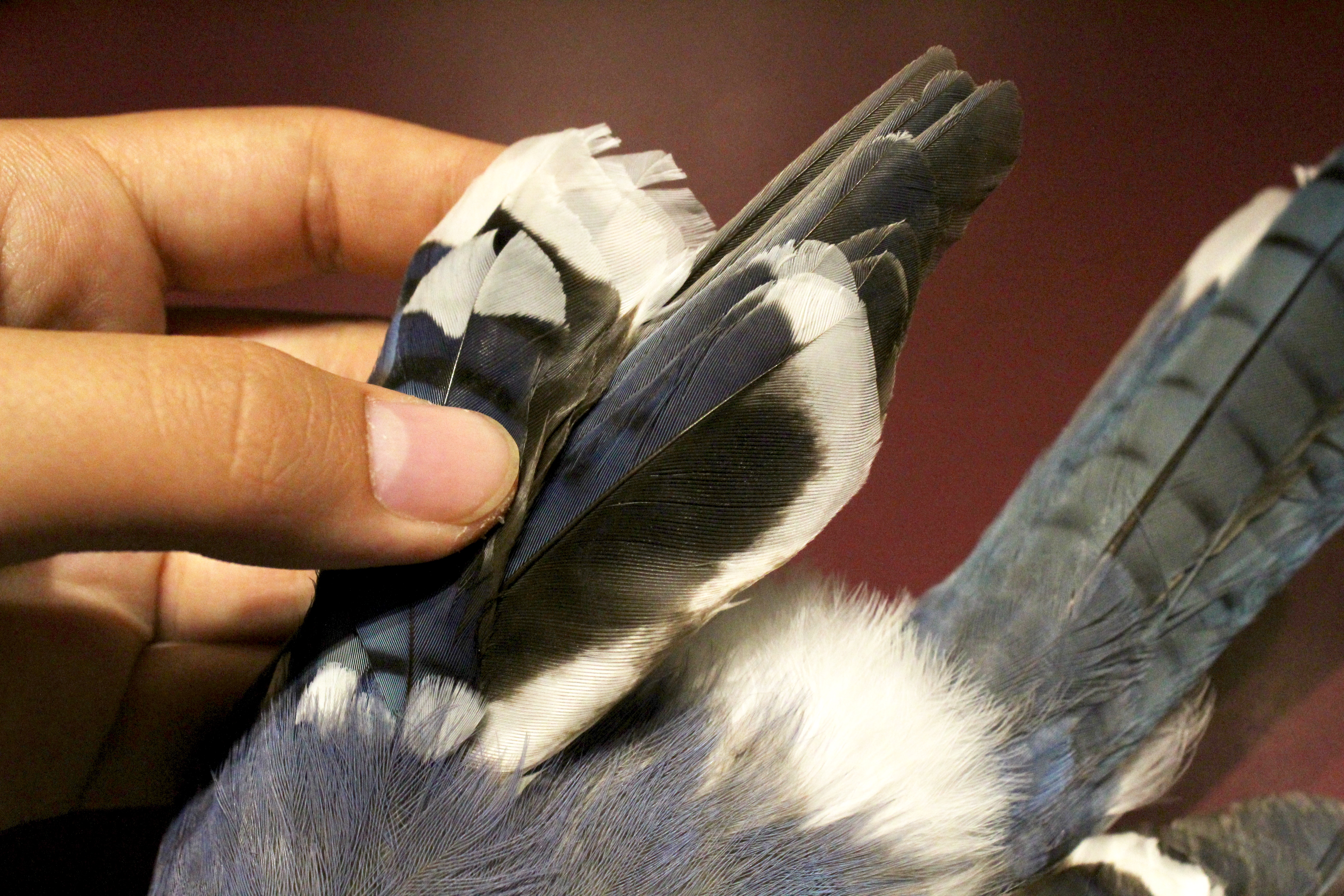 These feathers have abnormal white patterning