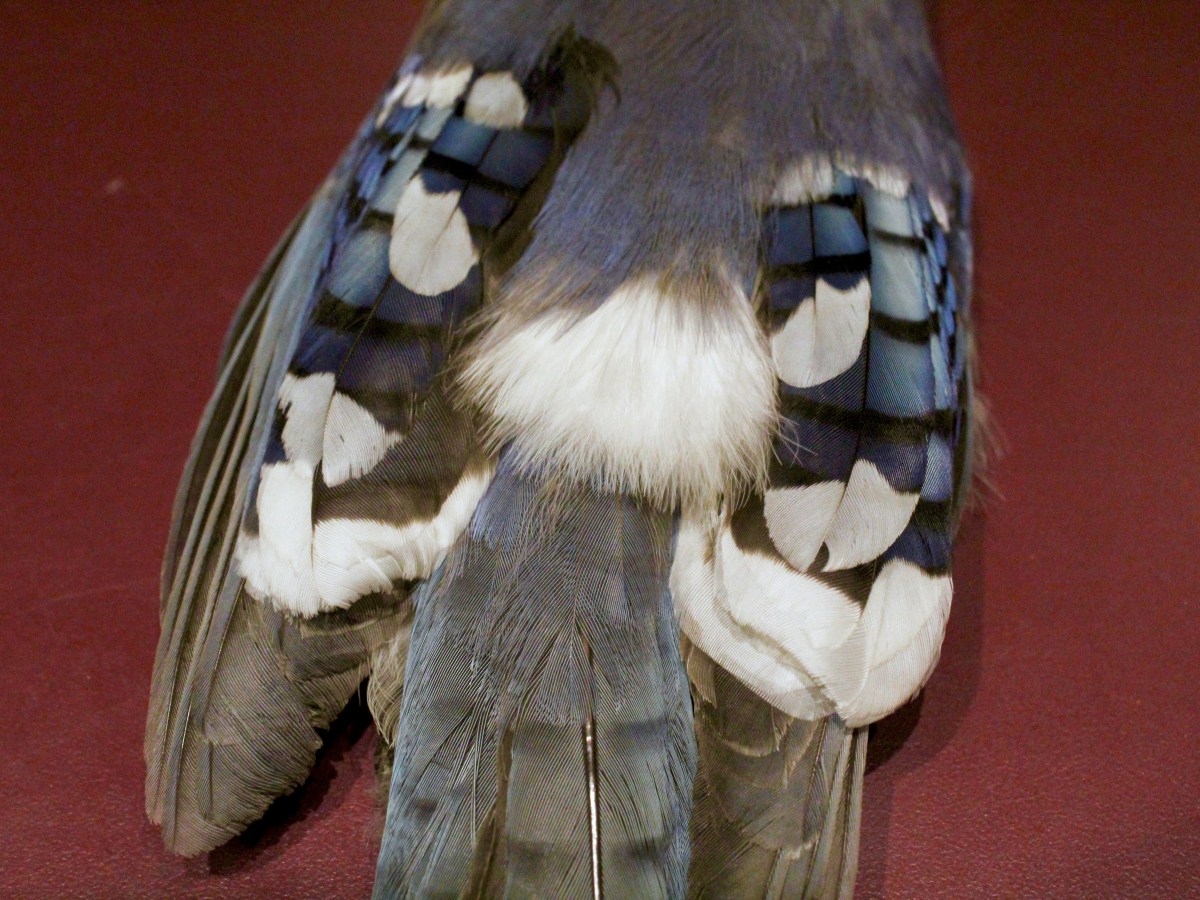 Unusual Blue Jay feathers: part&nbsp;one