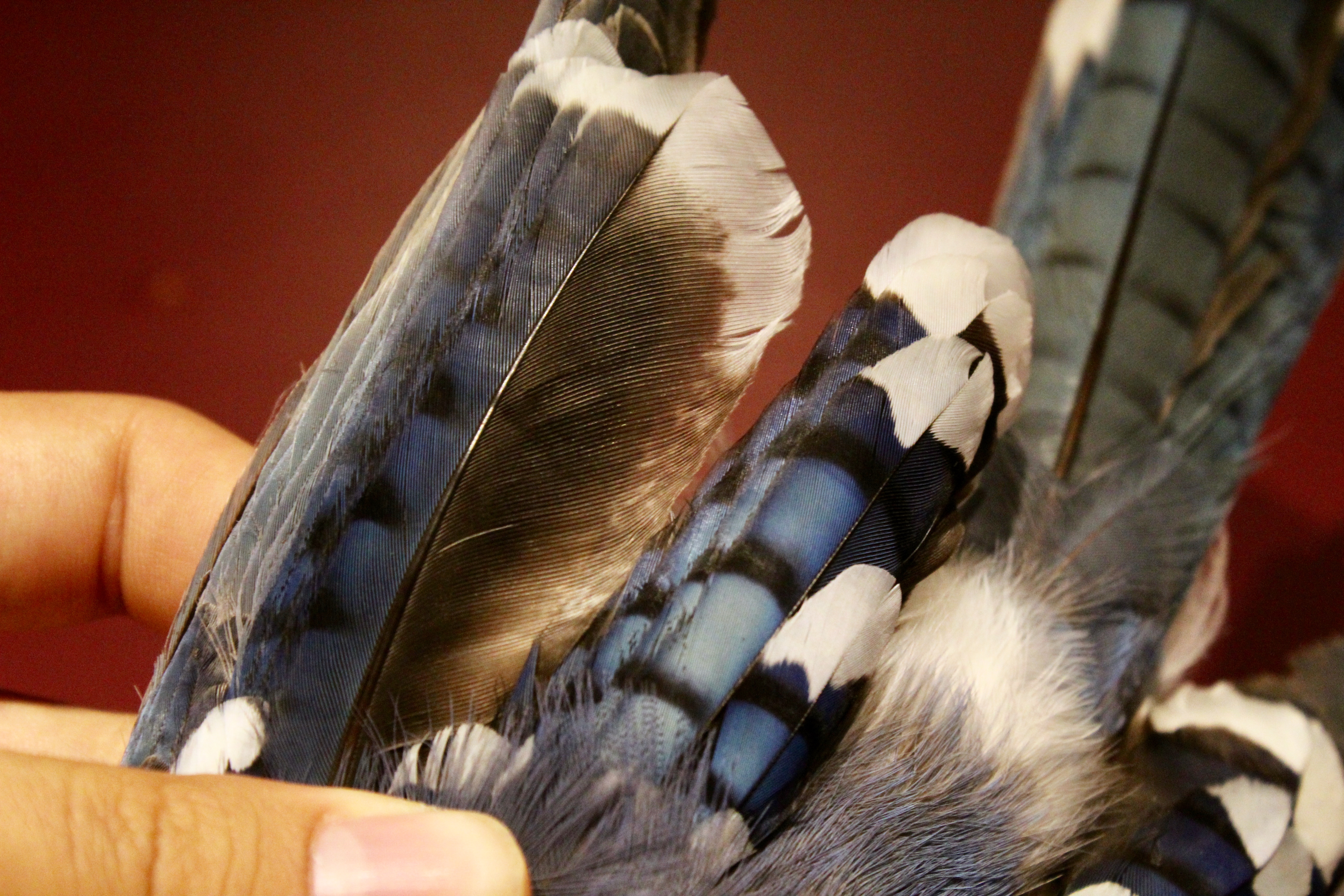 These feathers have abnormal white patterning