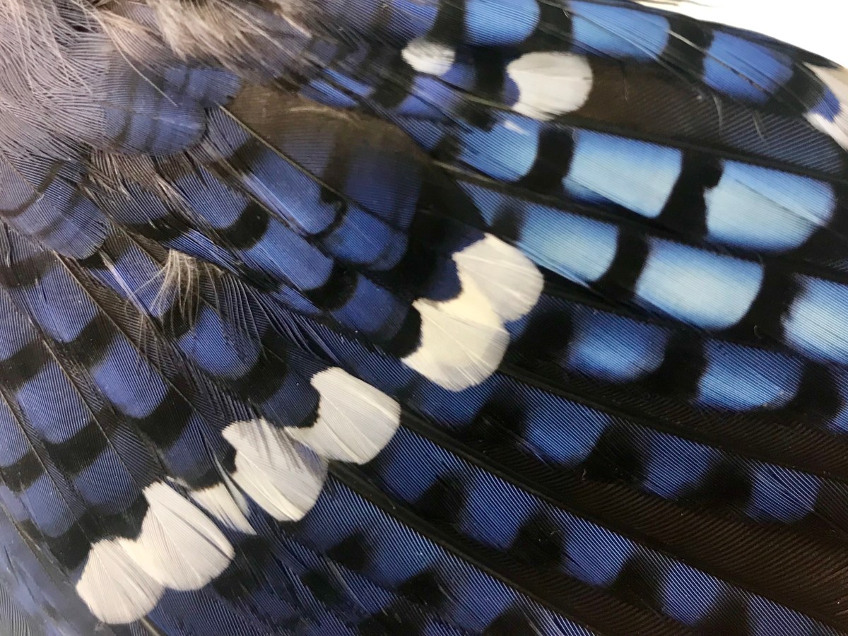 Unusual Blue Jay feathers: part&nbsp;two