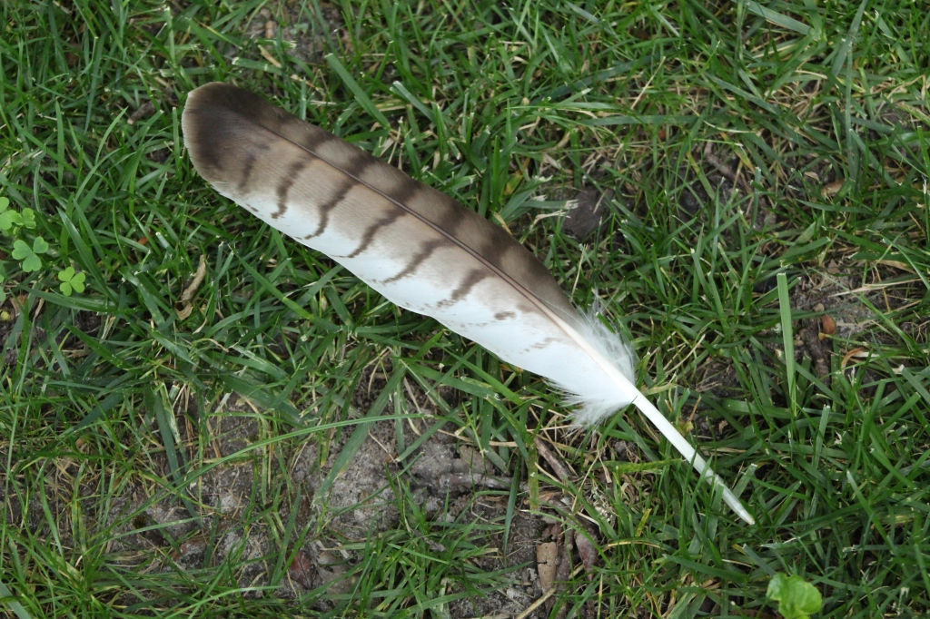 A sturdy brown and white feather with darker brown stripes