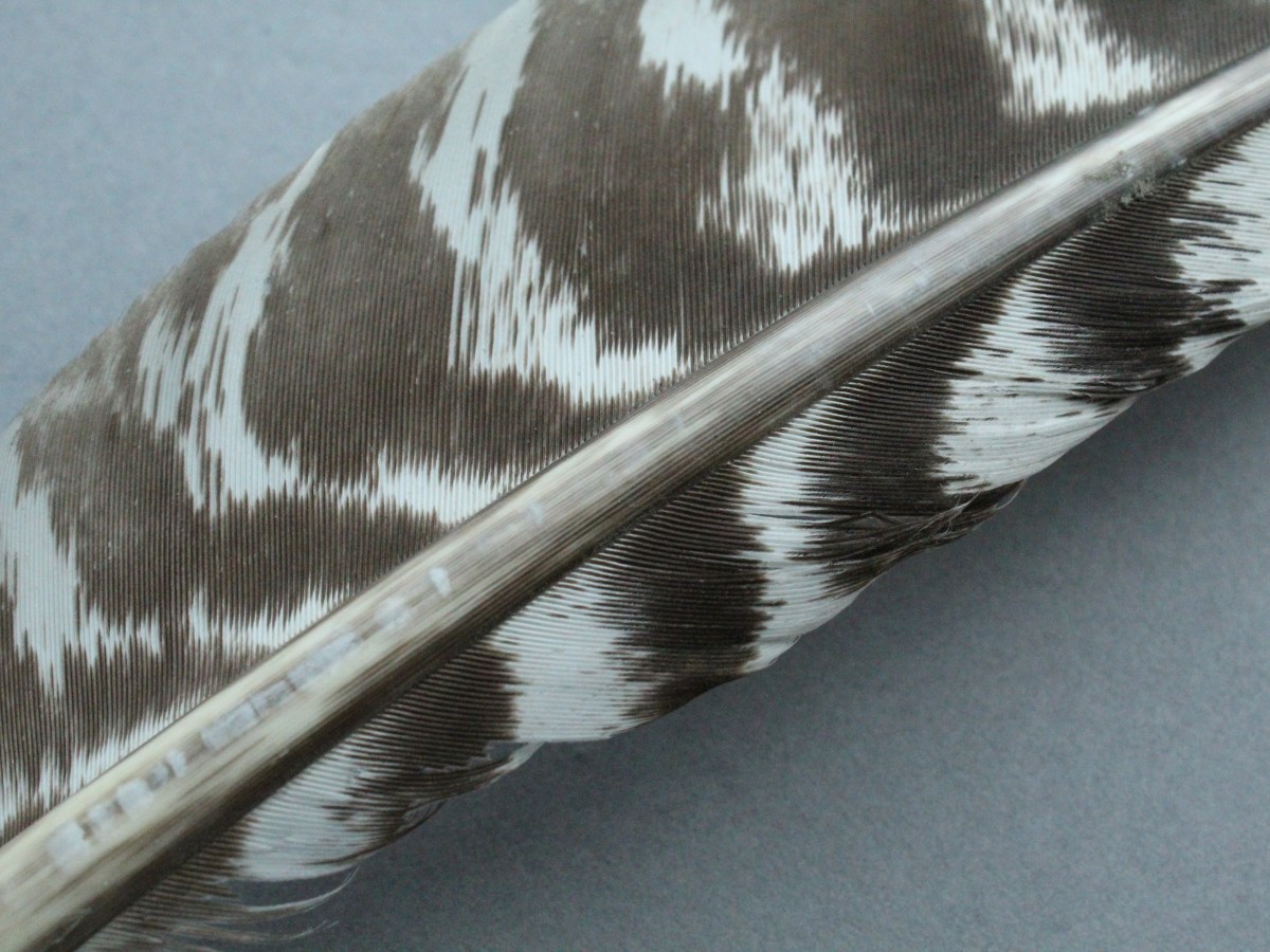 A cabinet of&nbsp;feathers