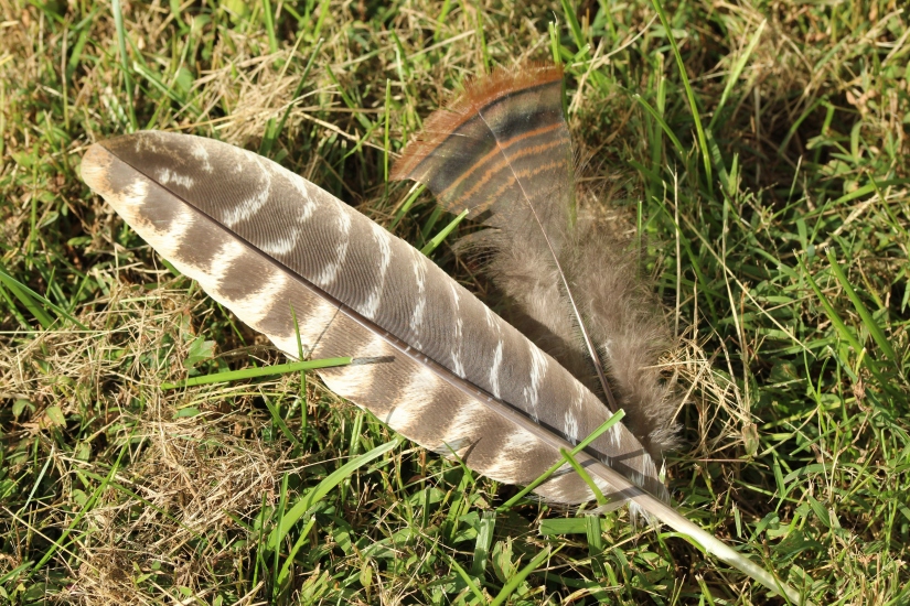 A pair of feathers in the grass, one large with brown-and-white stripes and the other small with brown-and-black stripes, a bronze bar, and lots of fluff.