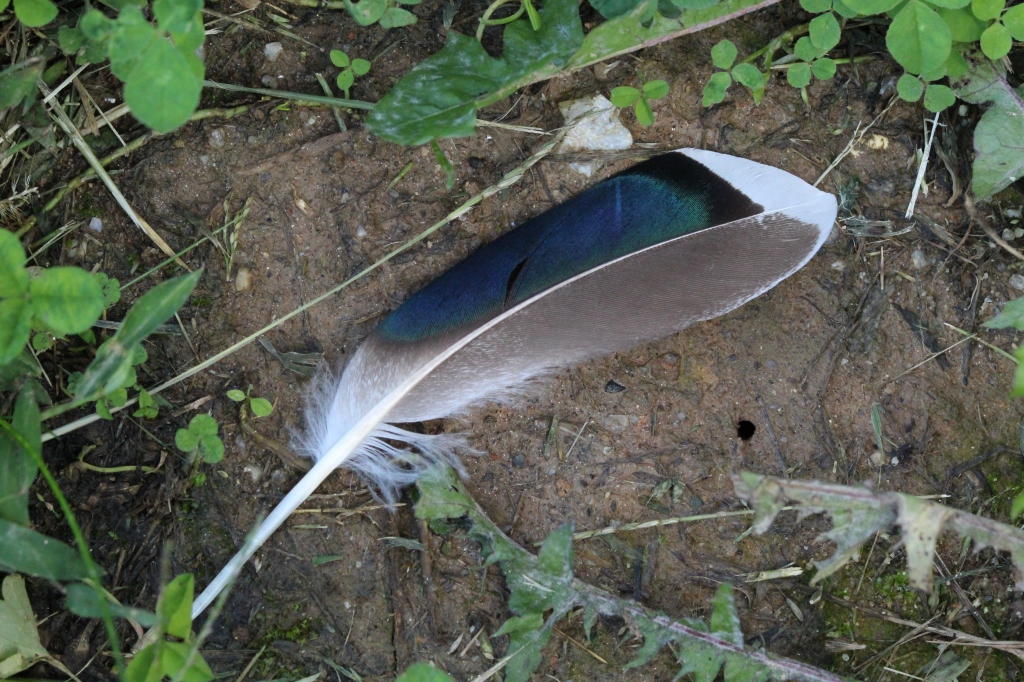 A rounded feather with an iridescent blue speculum on the left side and a white, angled tip
