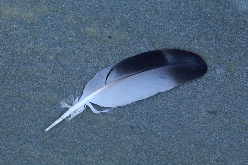 A curved gray feather with a dark gray tip and a black spot on one side.