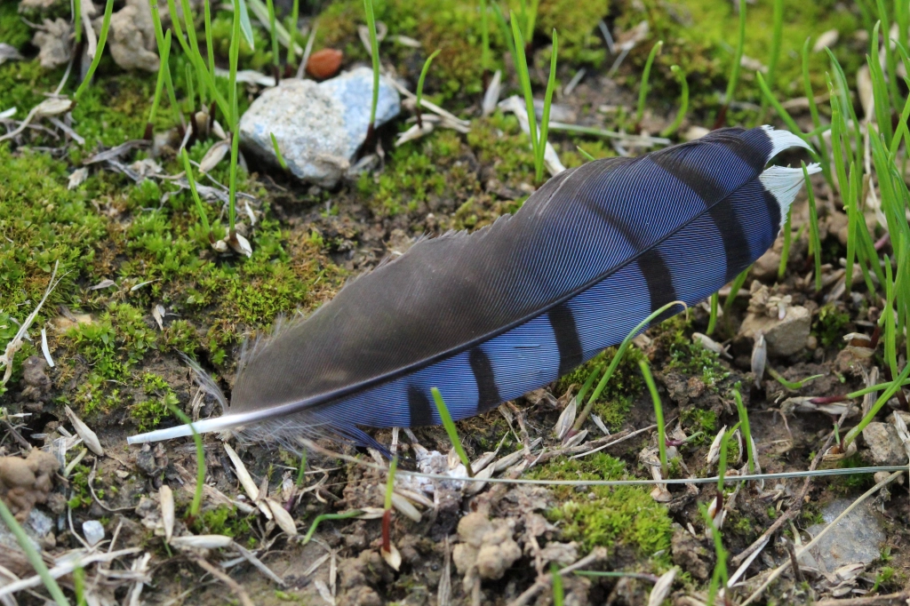A rounded blue feather with narrow black bands and a white tip