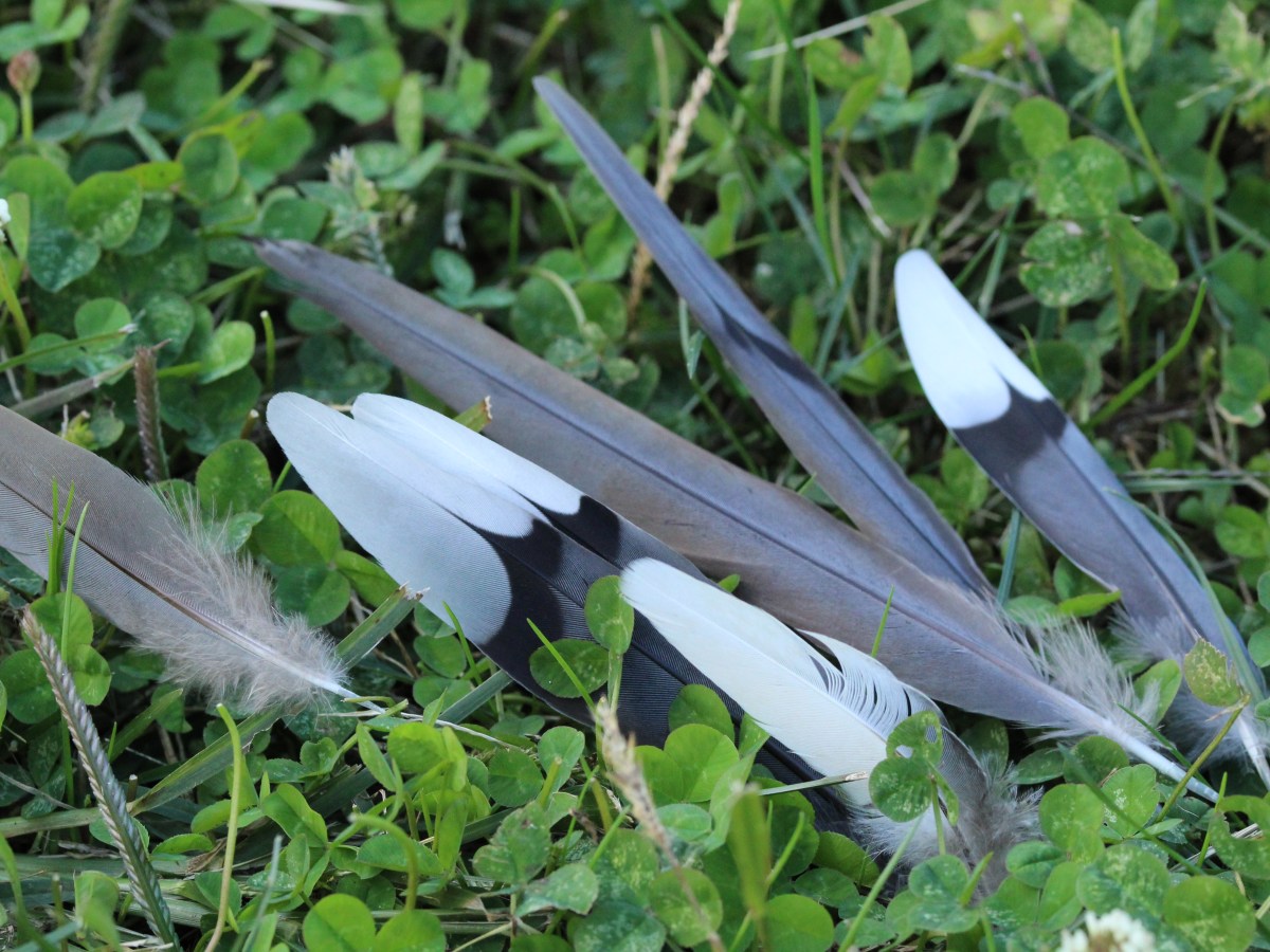 Collecting bird feathers in the United States – legality and&nbsp;alternatives