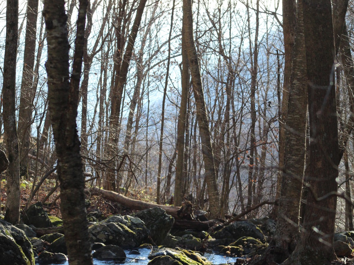 Robin feathers from&nbsp;Shenandoah