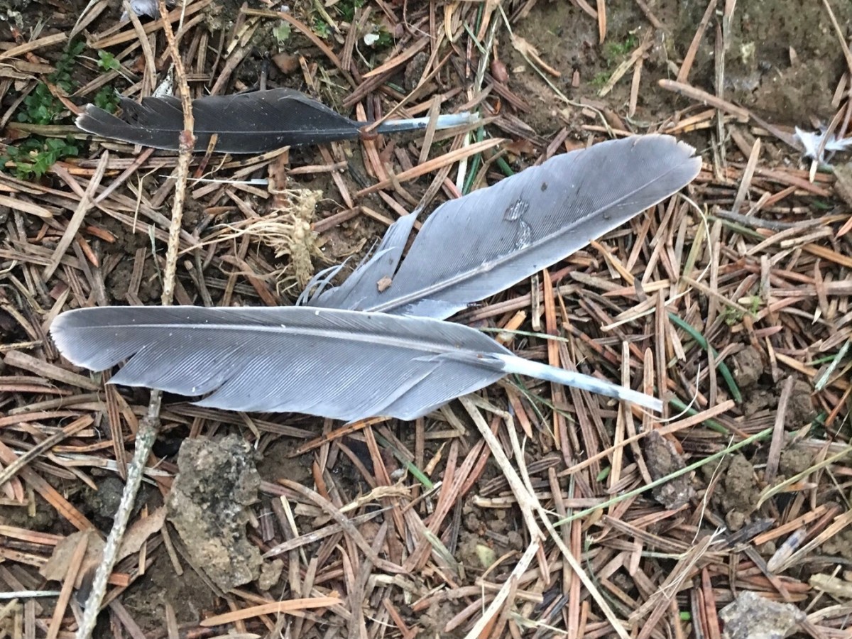 Identifying bottomless feathers