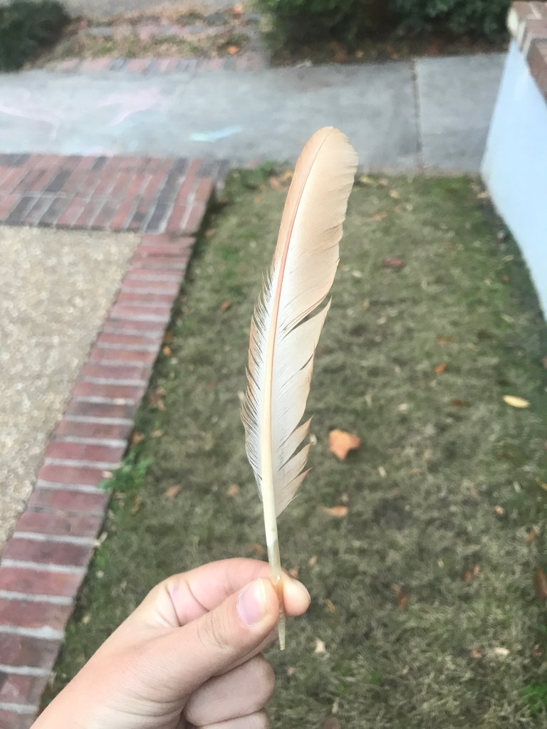 The upperside of a buff-colored domestic chicken feather from the right wing.