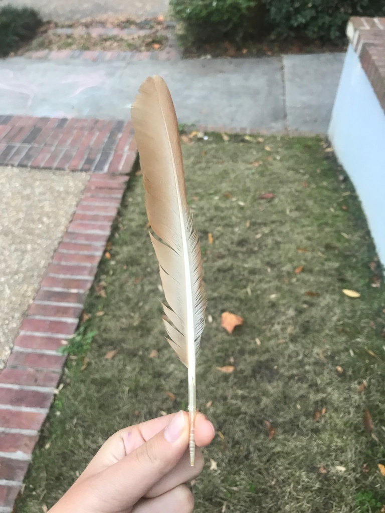 The underside of a buff-colored domestic chicken feather from the right wing, showing a paler central shaft.