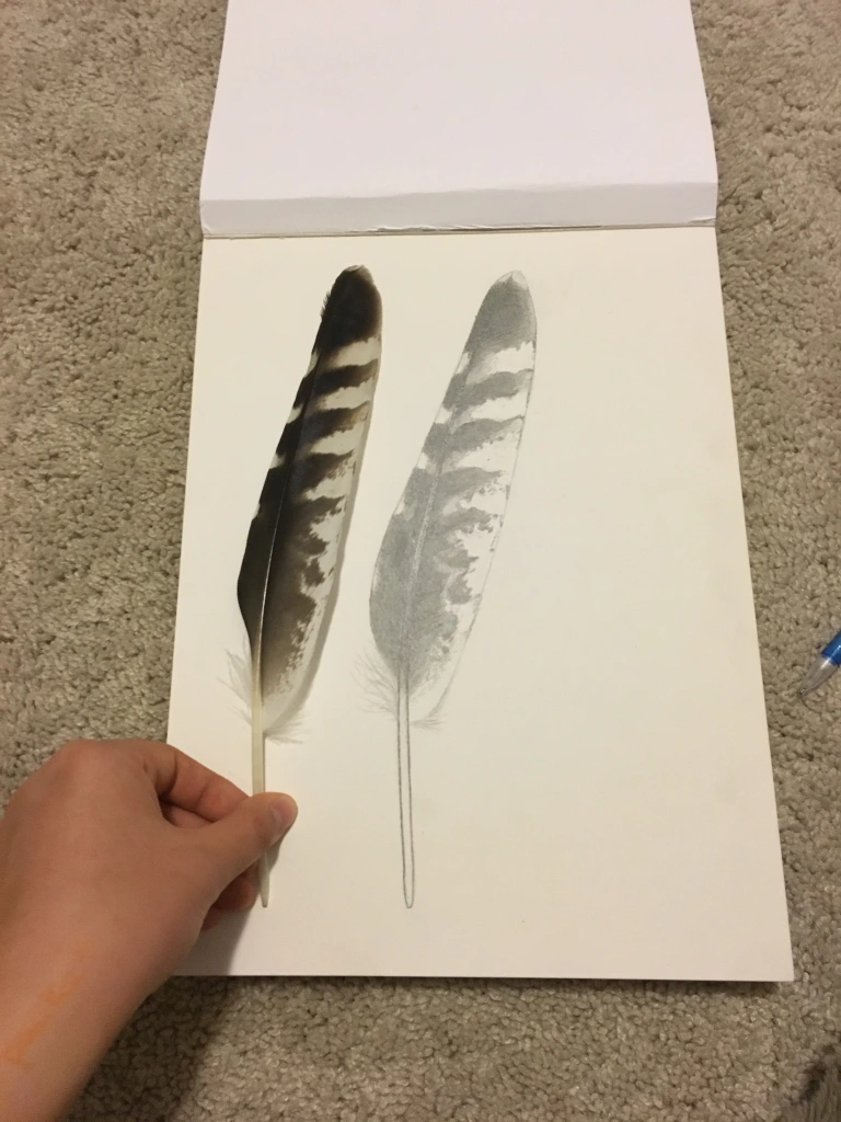 A feather drawn in pencil, with the feather it is modeled after placed next to it.