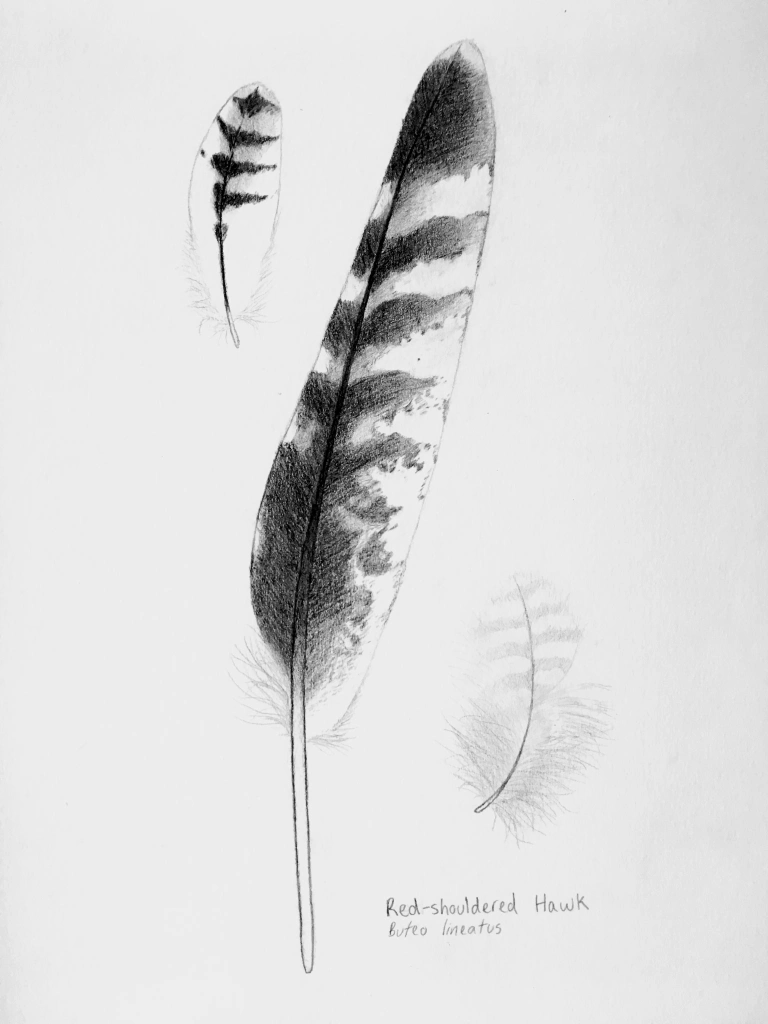 Three feathers drawn in pencil, labeled "Red-shouldered Hawk, Buteo lineatus"