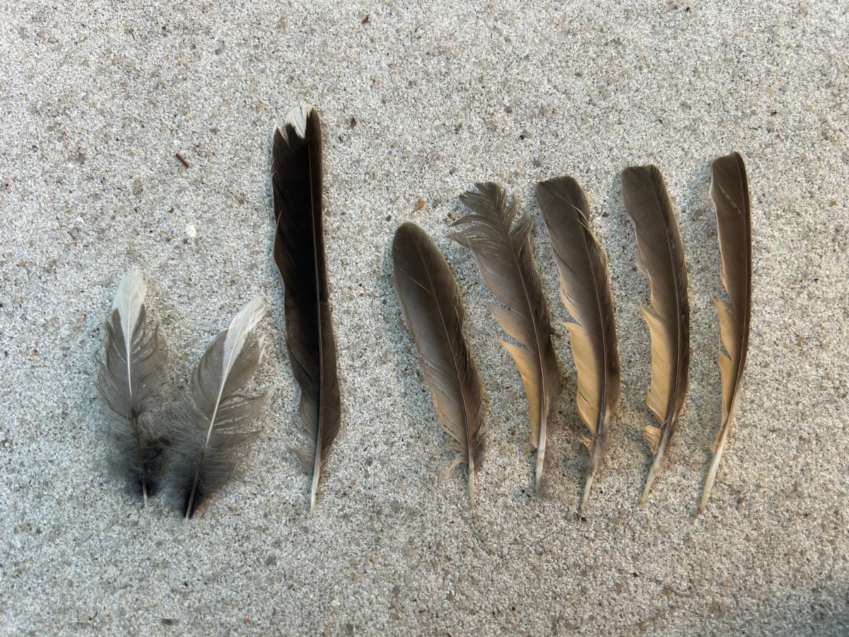 How to find reference photos for (almost) every&nbsp;feather