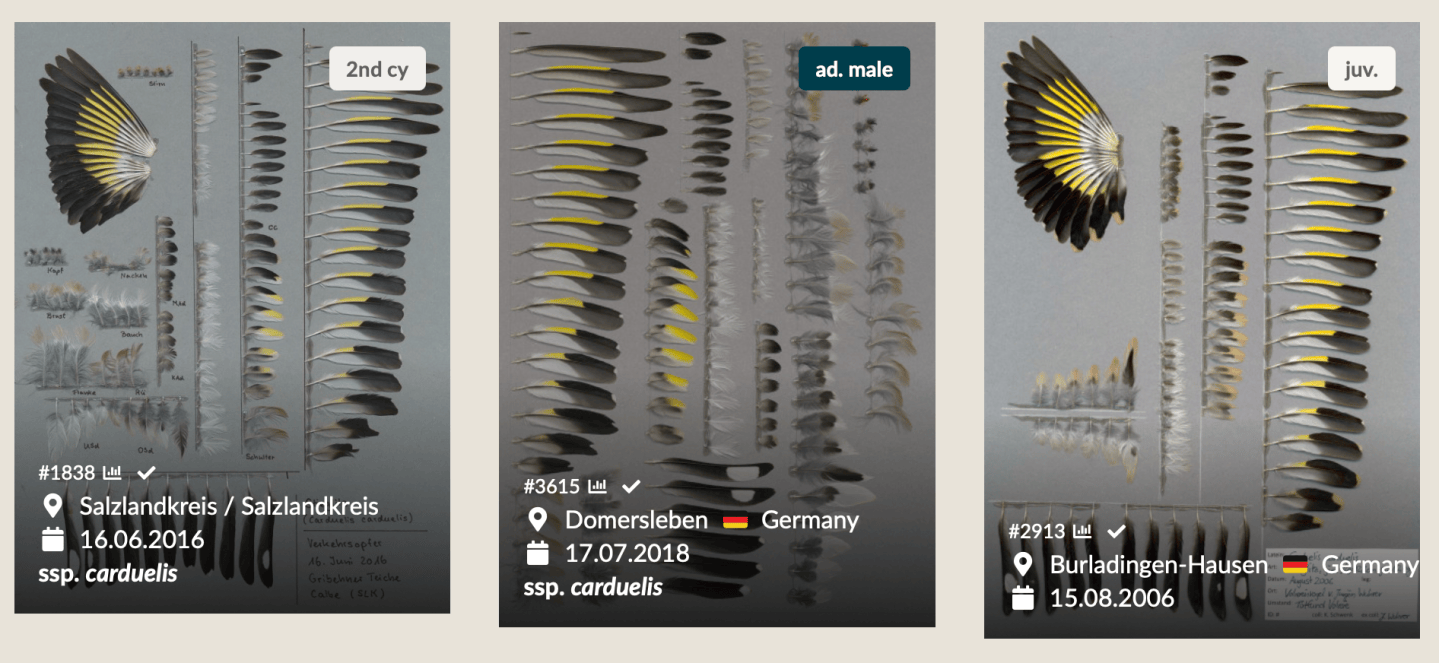 How to find reference photos for (almost) every feather – Found Feathers