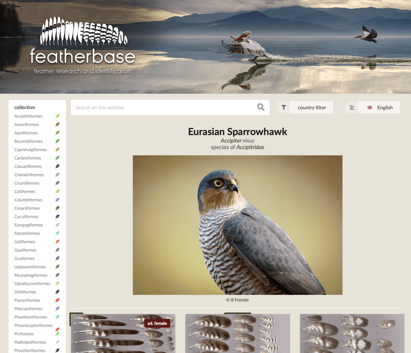 How to find reference photos for (almost) every feather – Found Feathers